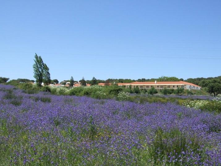 Hotel Rural Da Ameira Montemor-o-Novo Luaran gambar