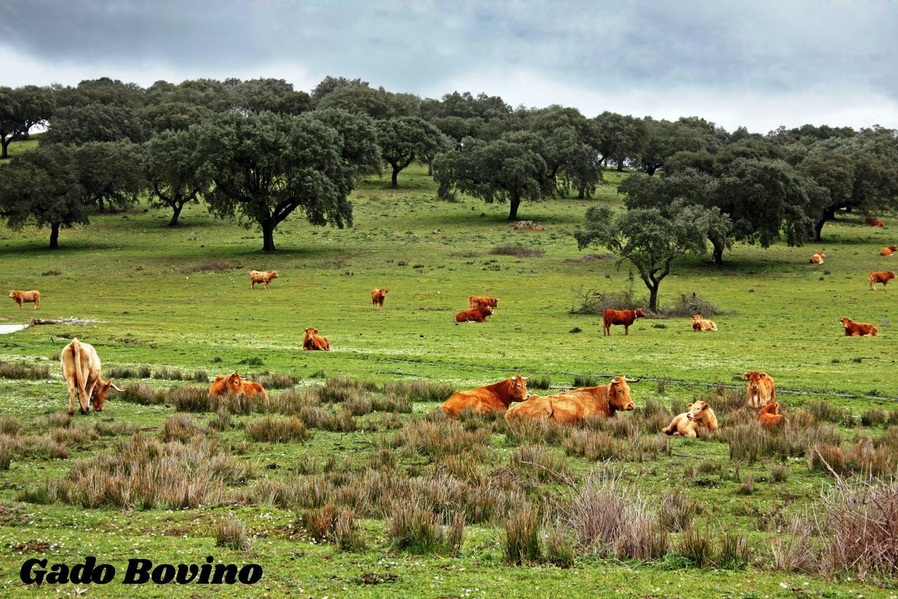 Hotel Rural Da Ameira Montemor-o-Novo Luaran gambar